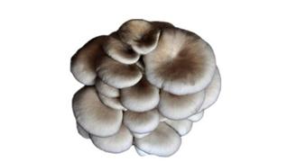 平菇
