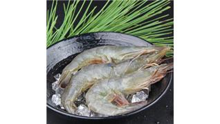 對(duì)蝦